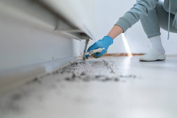 Best Rat Extermination Near Me  in Conning Towers Nautilus Park, CT